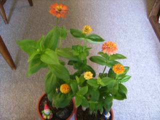 Zinnias_from_Diane's_seeds..jpg