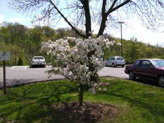 flowering trees 3.jpg