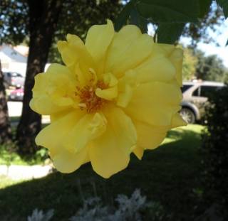 yellow  rose.jpg