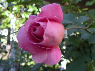 Hybird Tea rose bud.jpg
