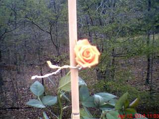 Apr12 Orange Miniature Rose 2013.jpg
