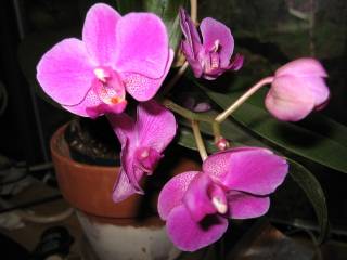 orchid_1.jpg