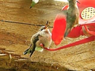 baby_rufous_hummingbird.jpg