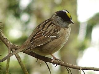golden_crowned_sparrow.jpg