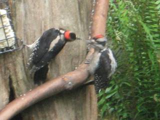 three_toed_woodpecker.jpg