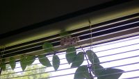 Flowering Hoya